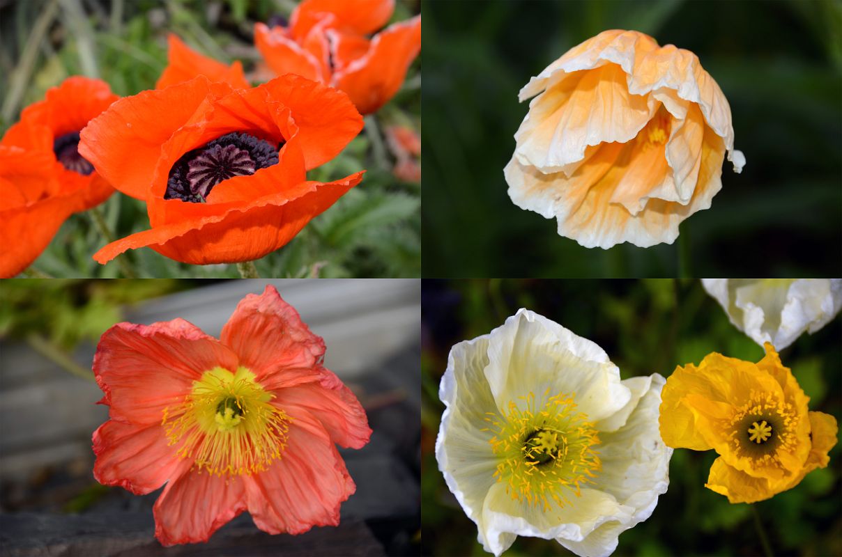 45 Colourful Poppies Close Up In The Flower Garden At Chateau Lake Louise Lakeside